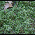IMGP1722.JPG